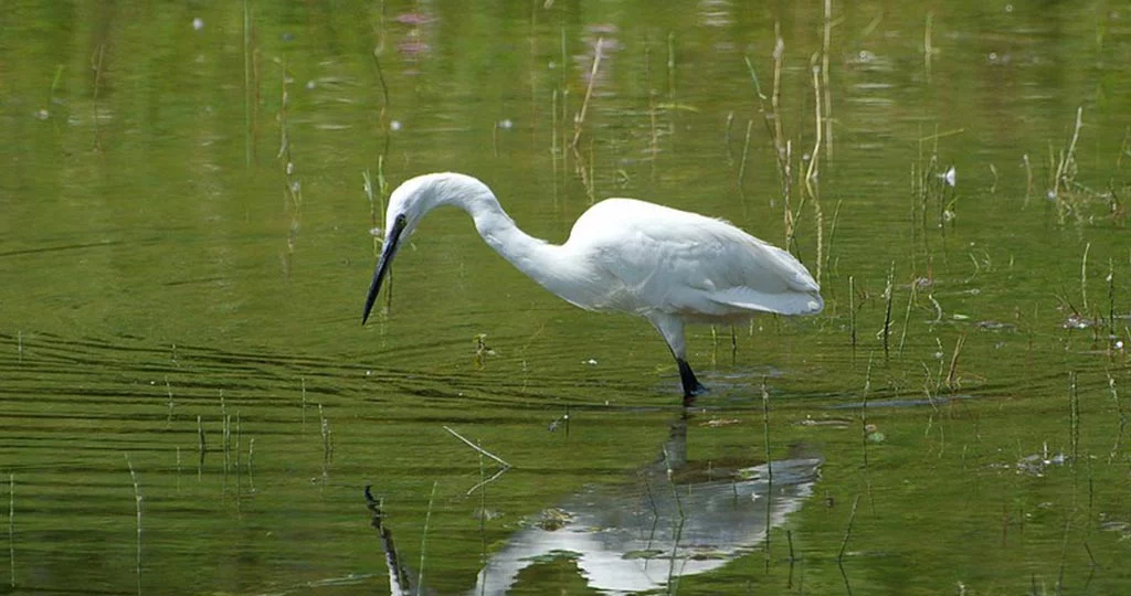 Aigrette Garzette au Lac de la Prade