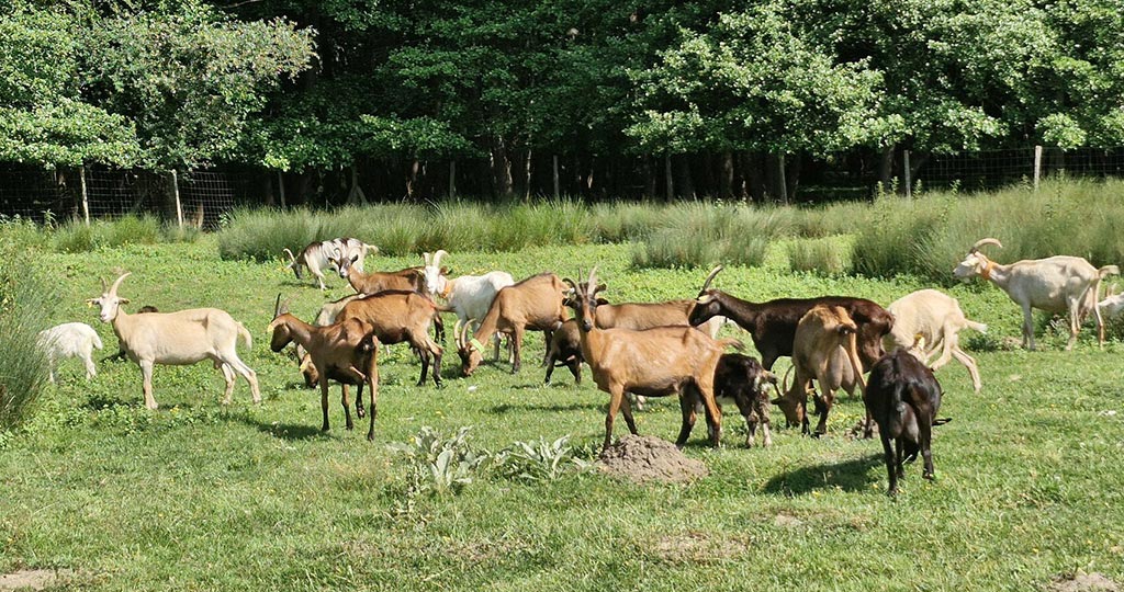 Chèvrerie de la Molle