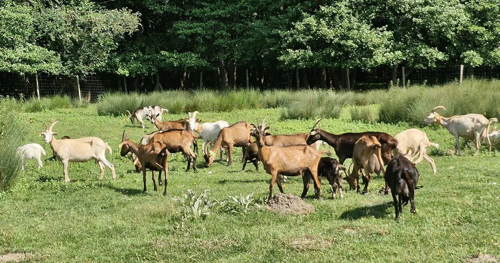 Chèvrerie de la Molle